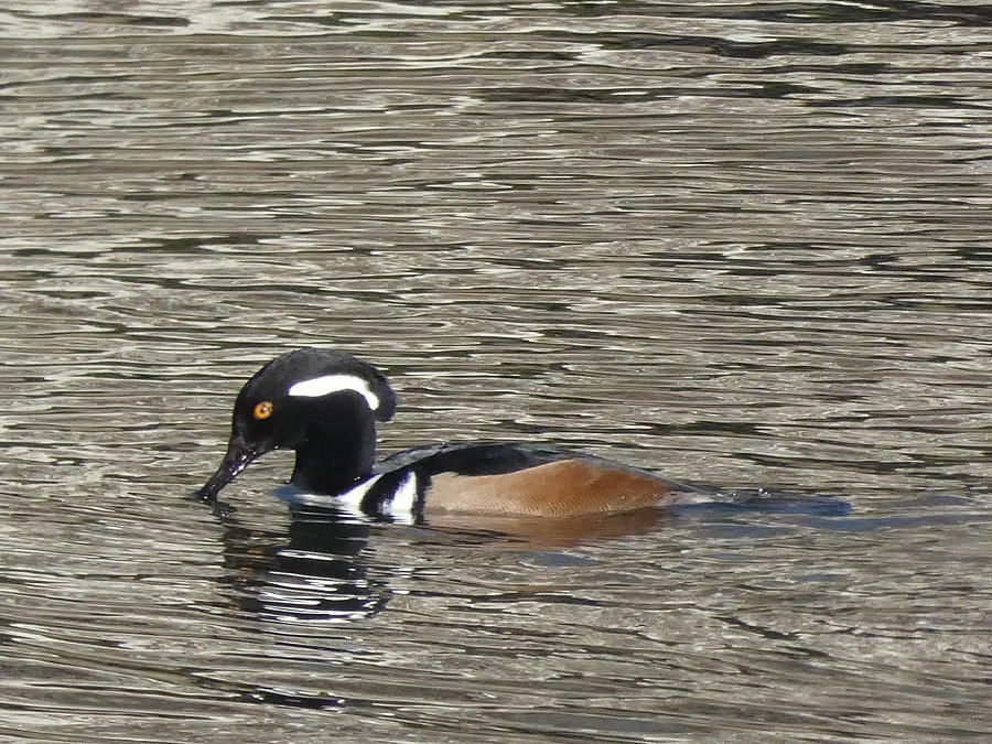 Cool Duck Photograph by Sharon Gucker - Fine Art America