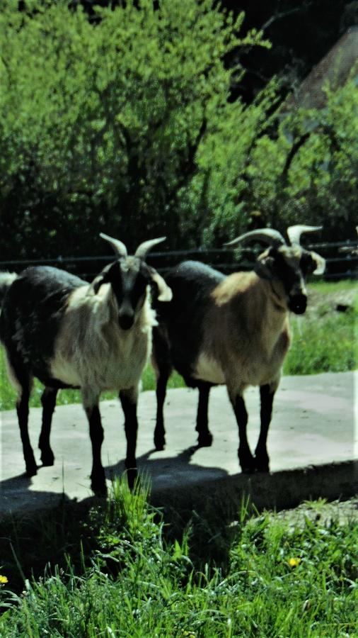 Cool Goats Photograph by Shauna Resinger | Fine Art America