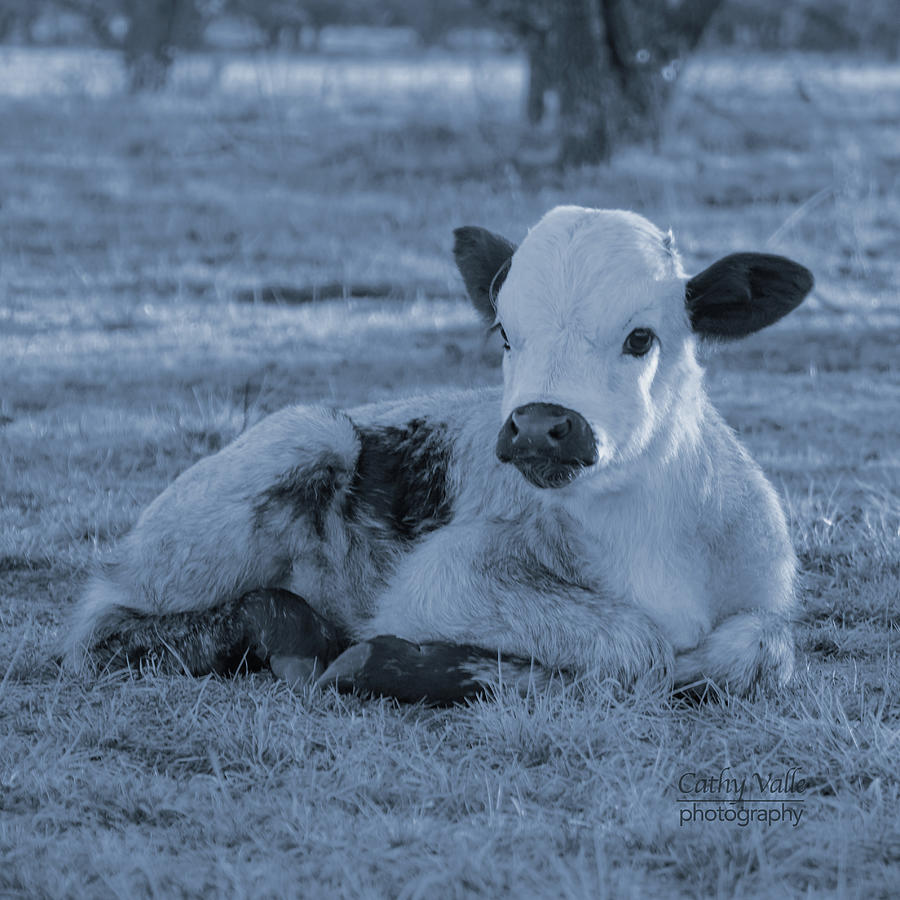 Cool longhorn calf Winter Star Photograph by Cathy Valle