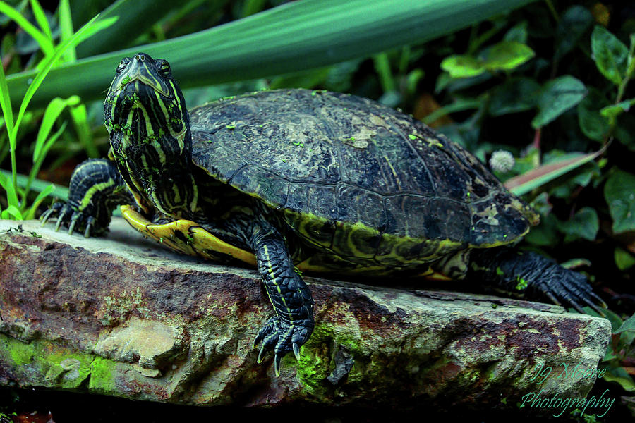 Cool Turtle Photograph by Janine Williams - Fine Art America