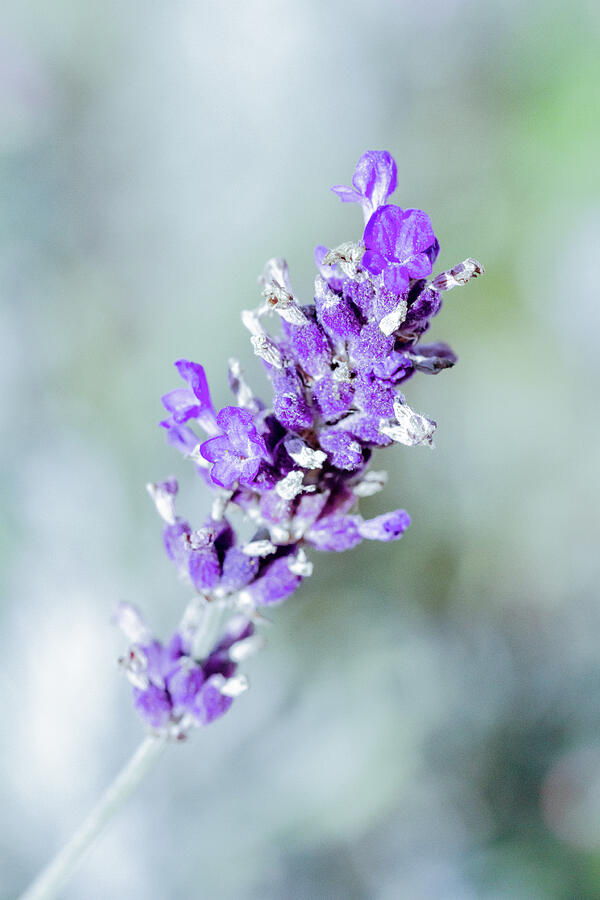 Cool Vintage Lavender Photograph by Tanya C Smith