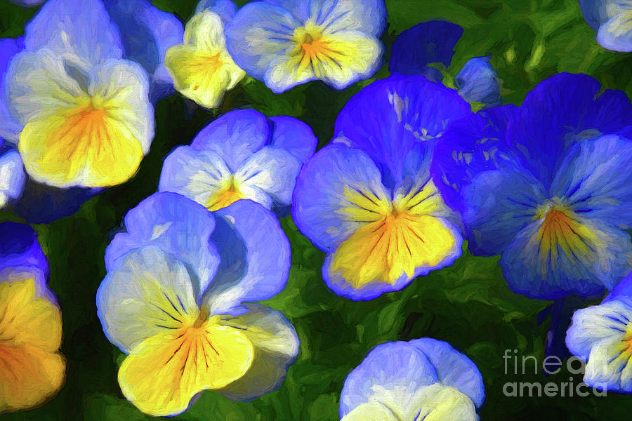 Cool Wave Morpho Pansies Photograph by Diana Mary Sharpton
