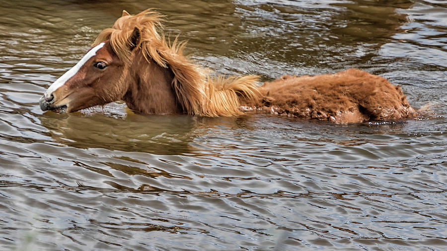 Cooling Off with a Swim - South Steens Mustangs Photograph by Belinda Greb