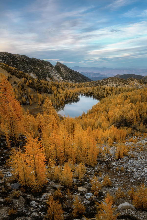 Cooney Lake Larches Photograph by Ryan McGinnis - Fine Art America