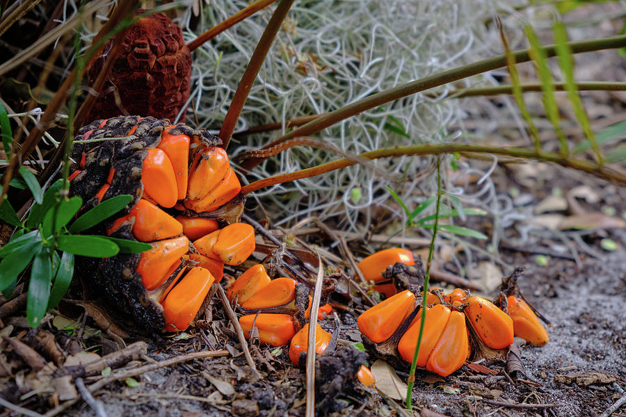 Coontie Plant Seeds Photograph by Richard Rizzo