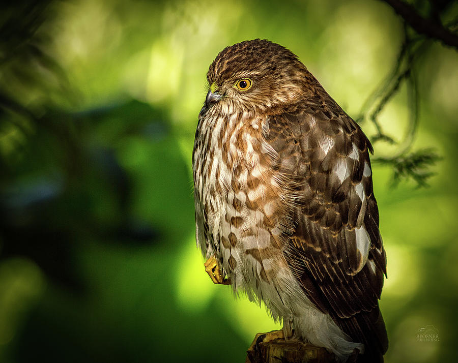 cooper Hawk Photograph by Bill Posner