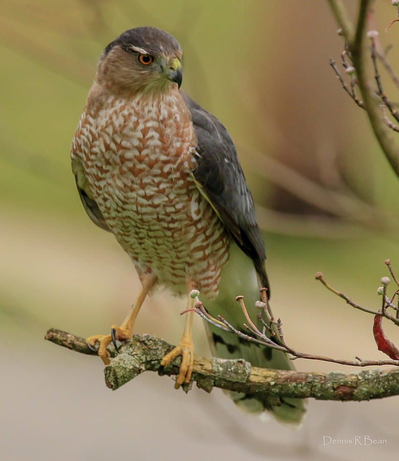 Cooper Hawk Photograph by Dennis Bean | Fine Art America