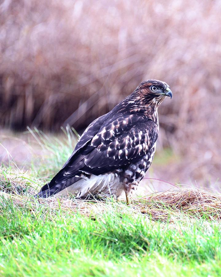 Cooper Hawk In The Field Photograph