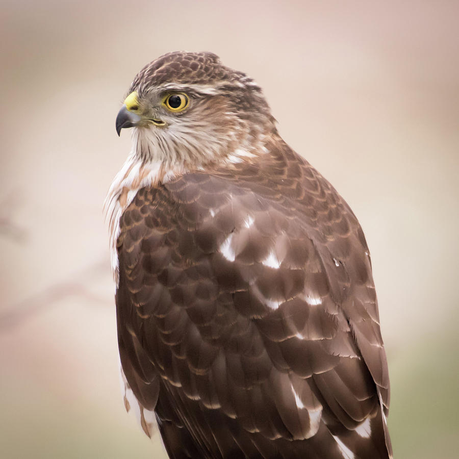 Coopers Hawk Portrait Photograph by Terry DeLuco