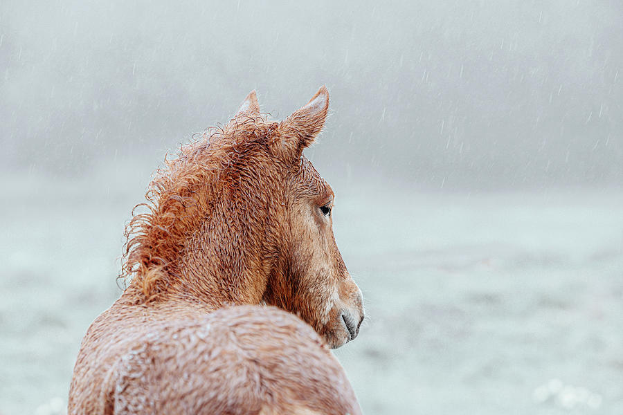 Cooper - Horse Art Photograph by Lisa Saint