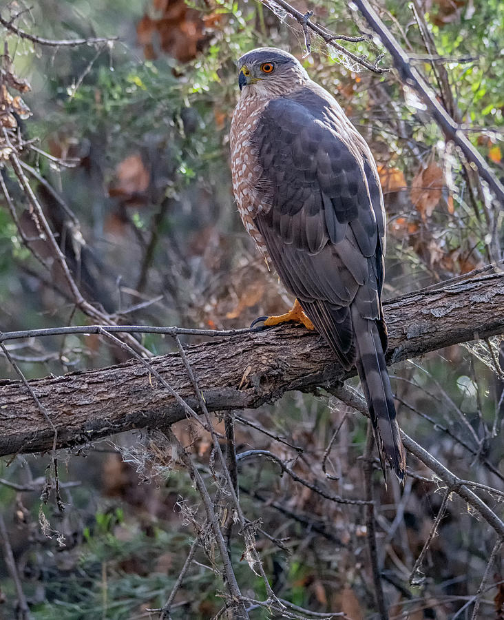 Coopers Hawk 0323-021020-2 Photograph by Tam Ryan