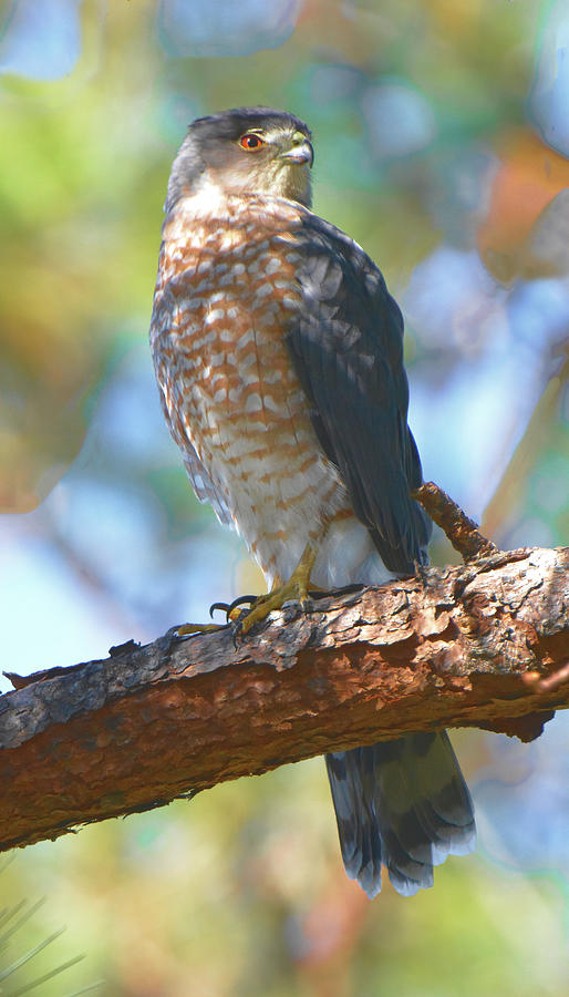 Coopers Hawk #1 Photograph by Jerry Griffin