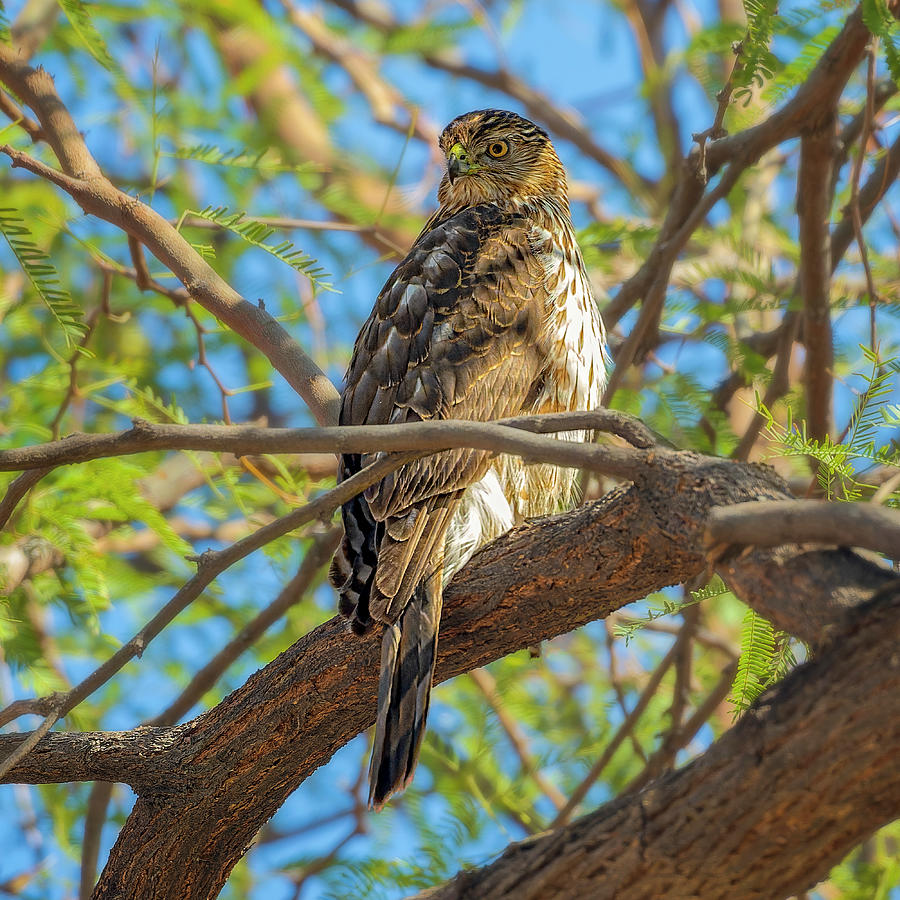Coopers Hawk 24280 Photograph