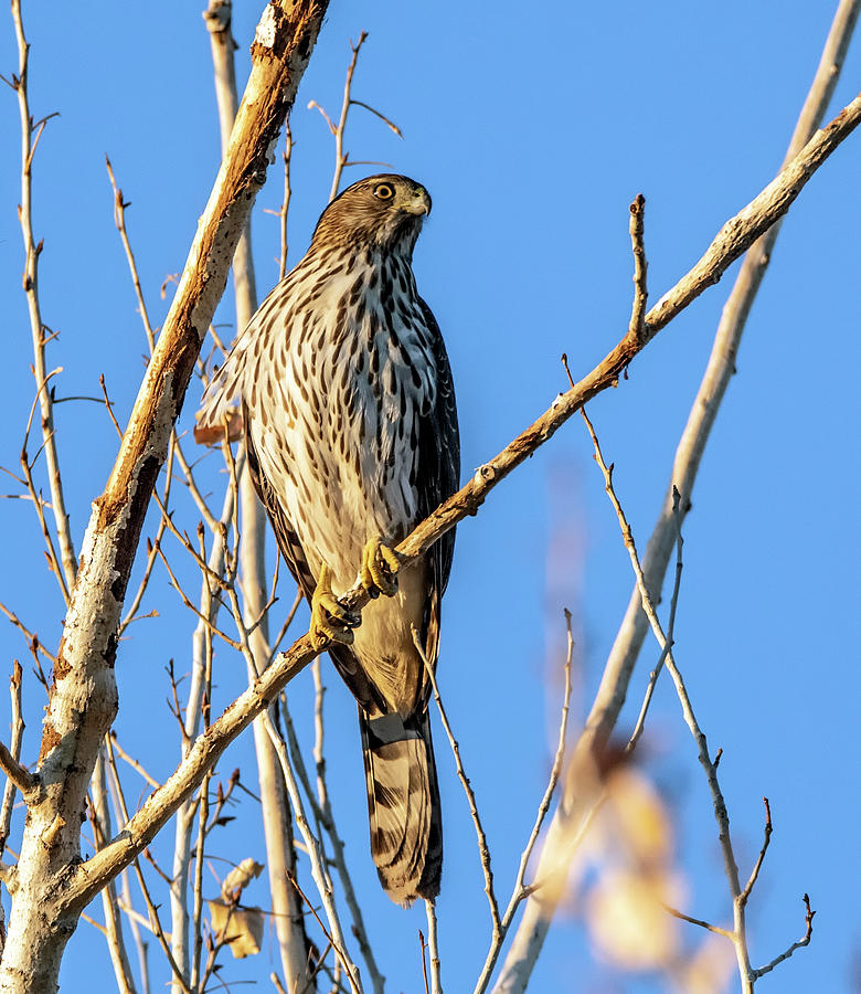 Coopers Hawk 5143-010521-2 Photograph by Tam Ryan