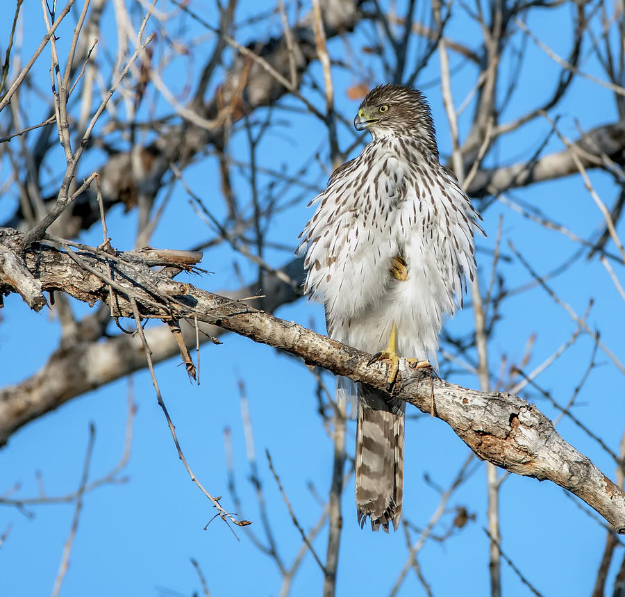 Coopers Hawk 8625-020220-2 Photograph by Tam Ryan
