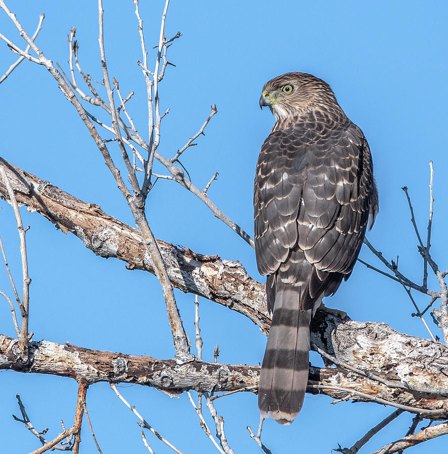 Coopers Hawk 8751-101421-2 Photograph by Tam Ryan