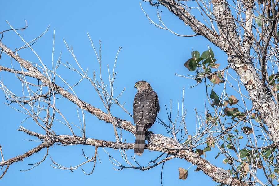 Coopers Hawk 8751-101421 Photograph by Tam Ryan