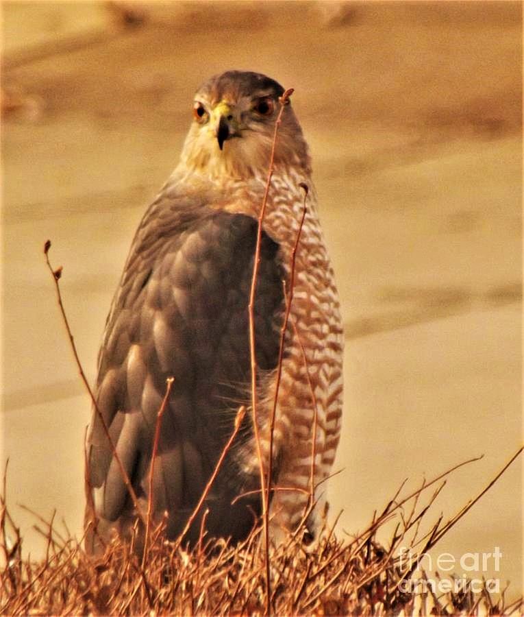 Osprey aka Fish Hawk At Nest Spring Indiana Beach Towel by Rory Cubel -  Pixels