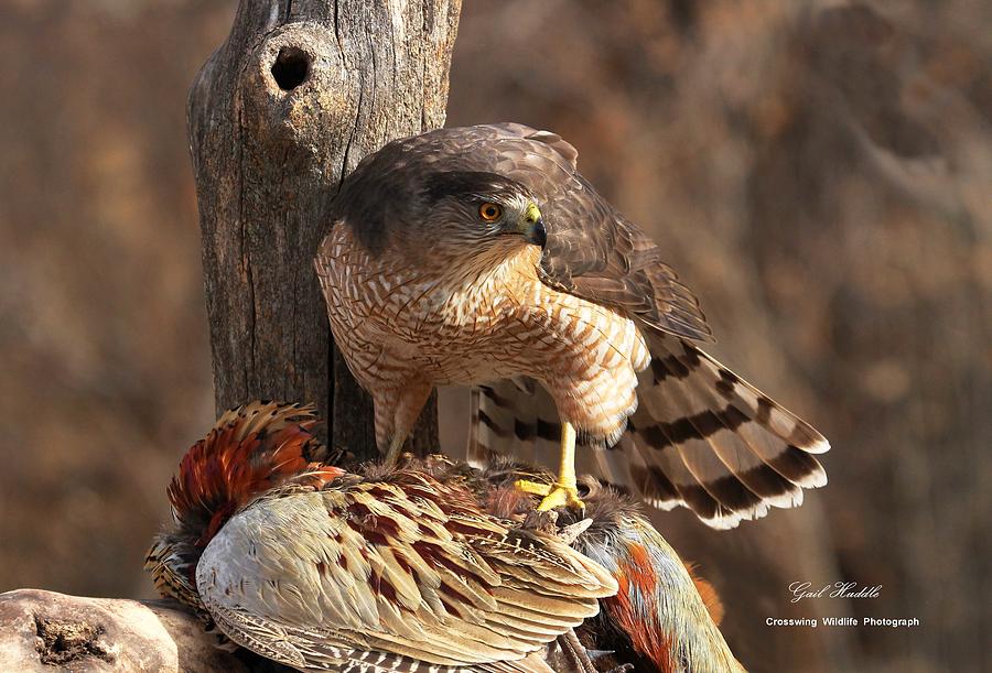 Cooper's Hawk-B Photograph By Gail Huddle | Fine Art America