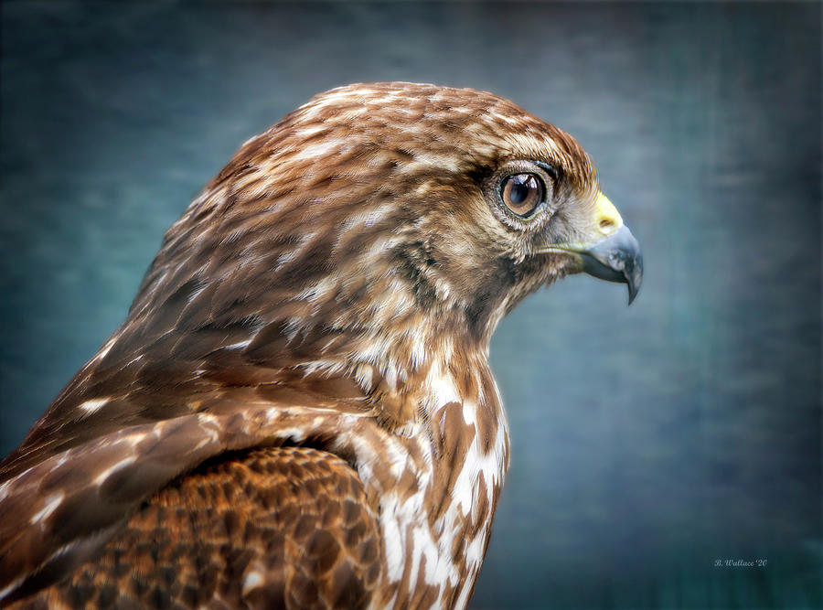 Hawk Photograph - Coopers Hawk by Brian Wallace