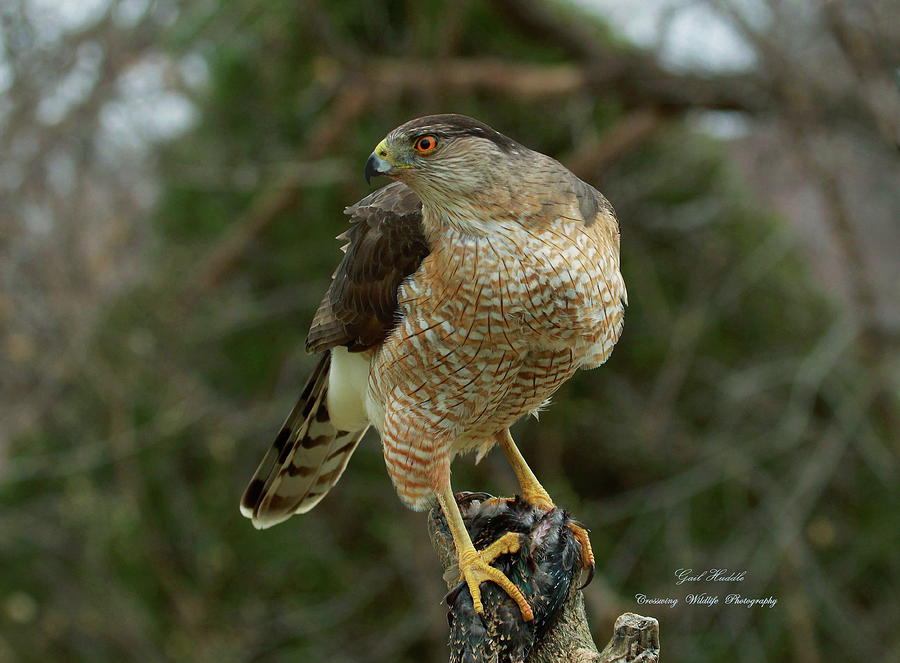 Coopers Hawk Chb 4 Photograph By Gail Huddle Fine Art America