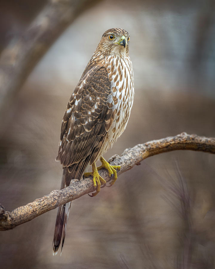 Coopers Hawk Photograph by David Downs