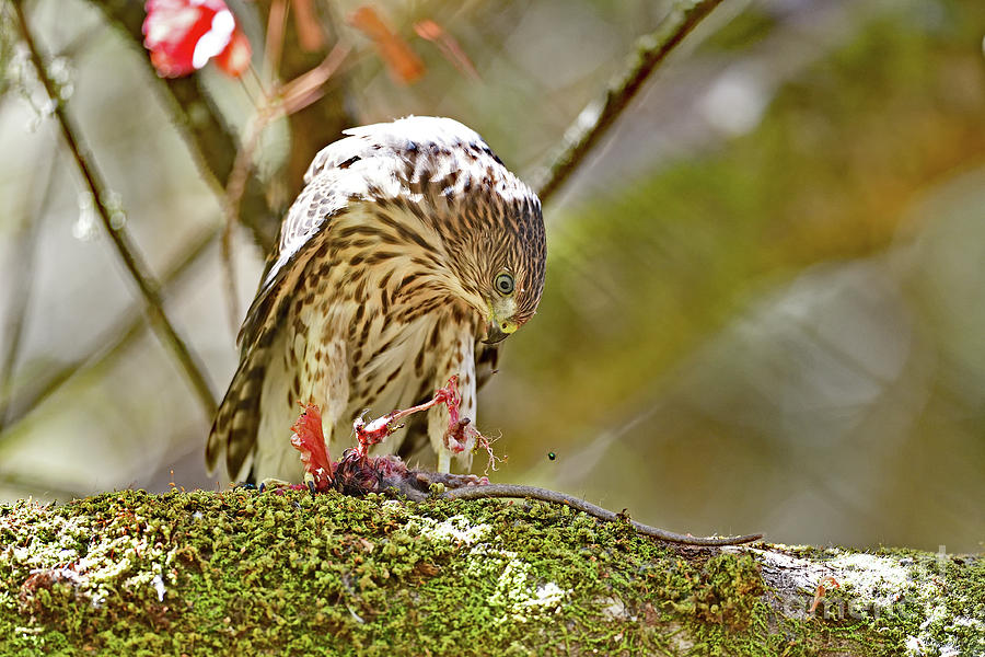 Coopers Hawk Devouring Large Rodent Photograph