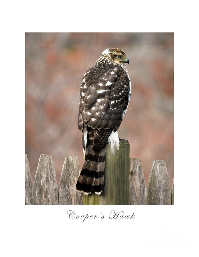 Coopers Hawk Photograph by Dianne Morgado