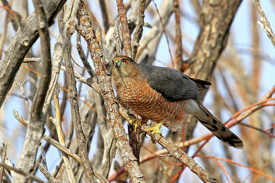Wildlife Photograph - Coopers Hawk by Donna Kennedy