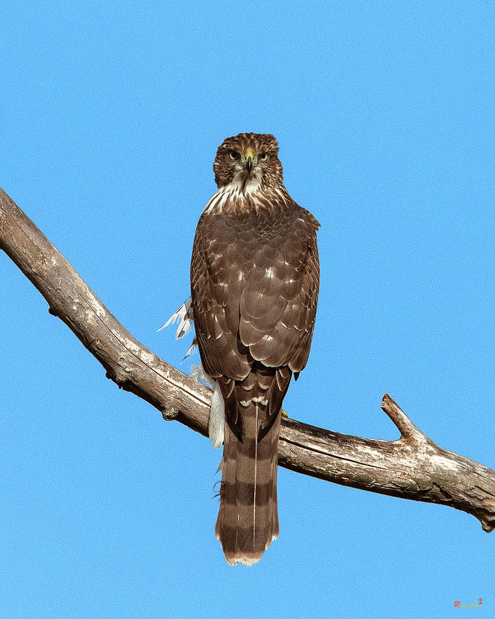 Coopers Hawk DRB0269 by Gerry Gantt Coopers Hawk DRB0269 by Gerry Gantt