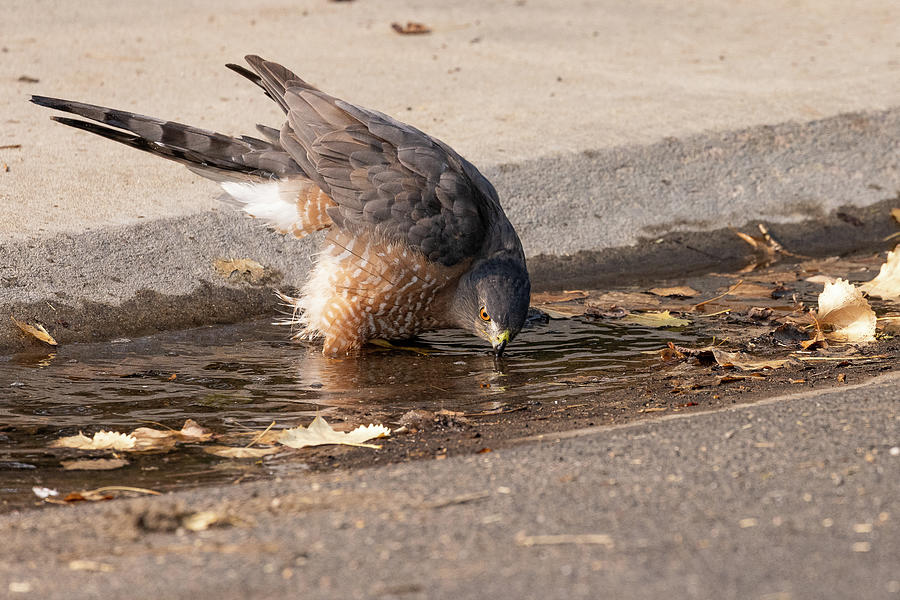 Coopers Hawk Drinks from the Curb Photograph by Tony Hake