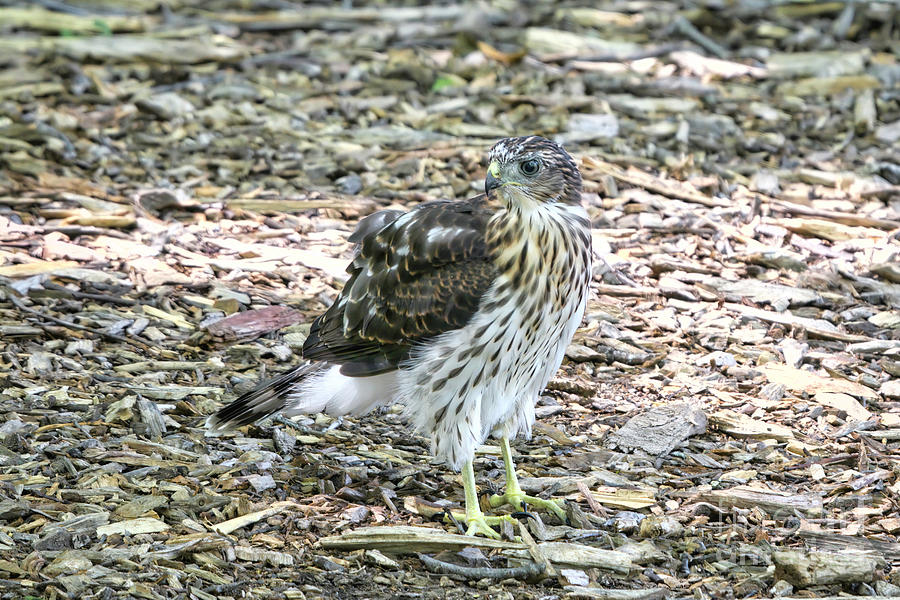 Coopers Hawk Fledgling Photograph by Charline Xia