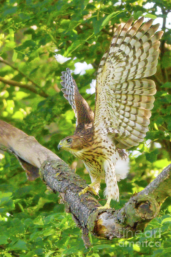 Coopers Hawk Fledgling Flapping Wings Photograph by Charline Xia