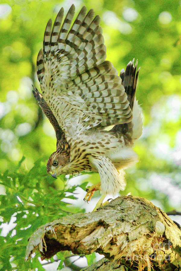 Coopers Hawk Fledgling Hopping Photograph by Charline Xia