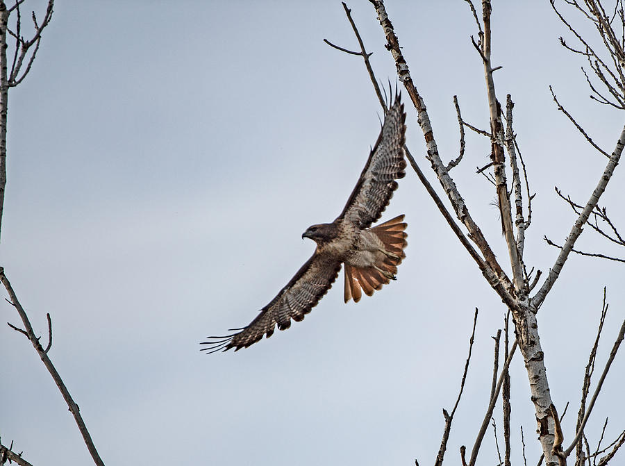 Red-Tailed Hawk Flying Photograph by Amazing Action Photo Video