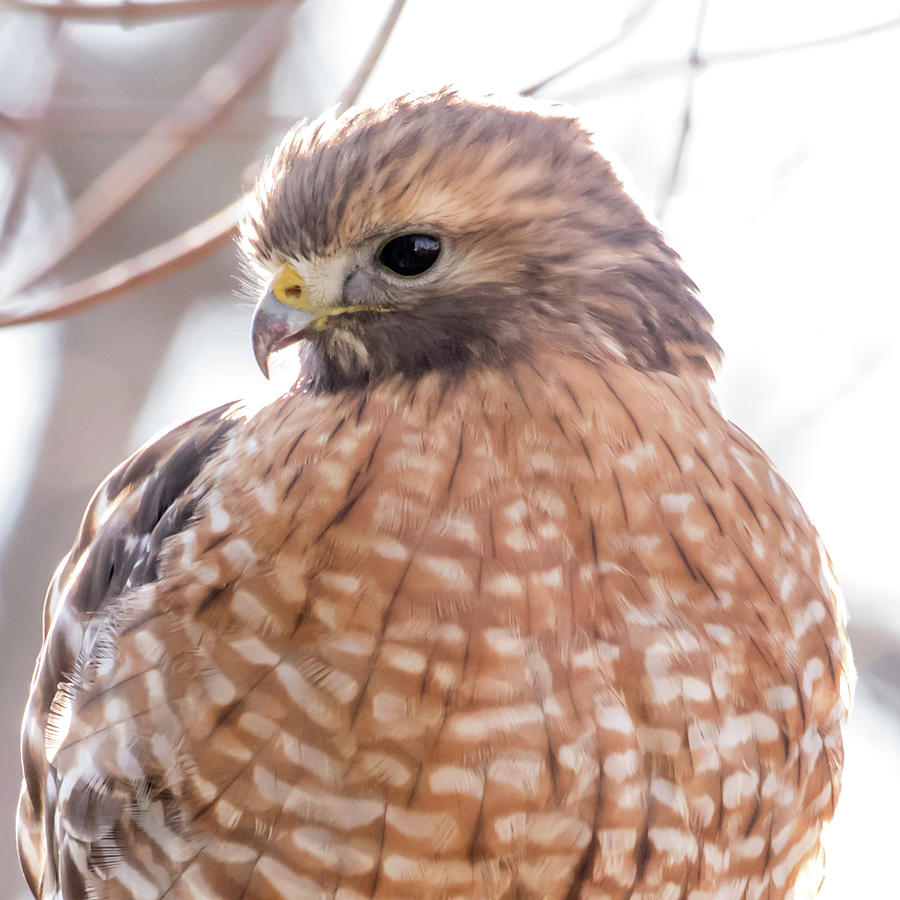 Coopers Hawk Head Shot Square Photograph by Terry DeLuco