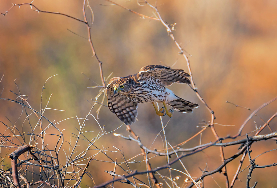Coopers Hawk Hunting Photograph by Loree Johnson