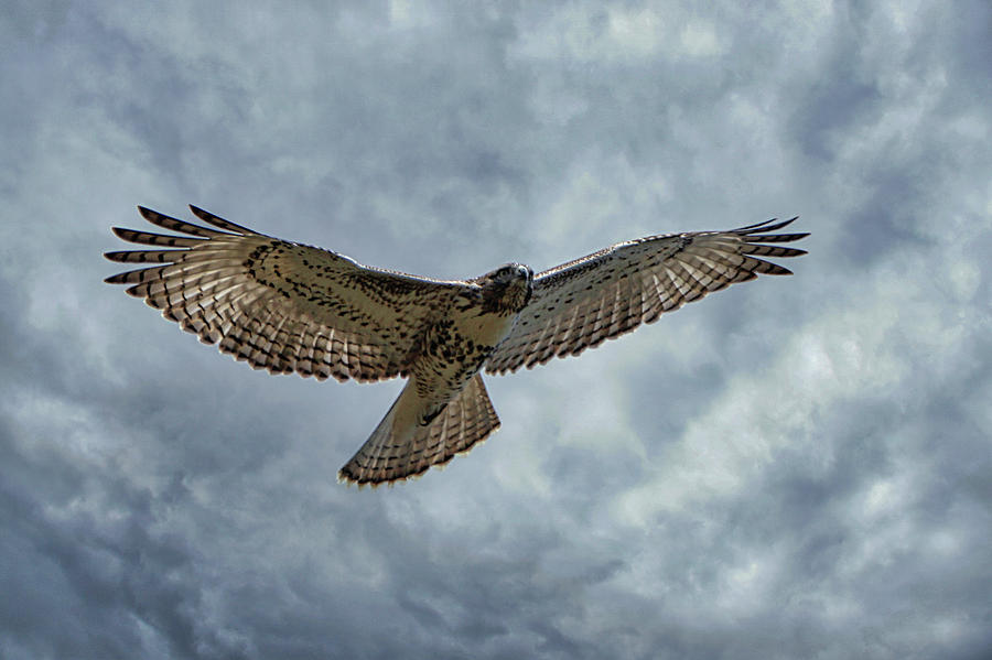 Juvenile Redtailed Hawk In Flight Photograph