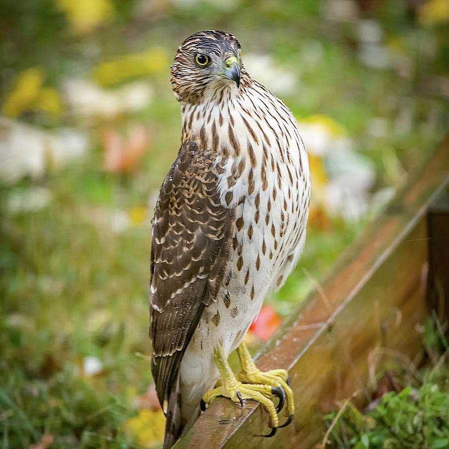 Coopers Hawk In The Rain Square Photograph by Terry DeLuco