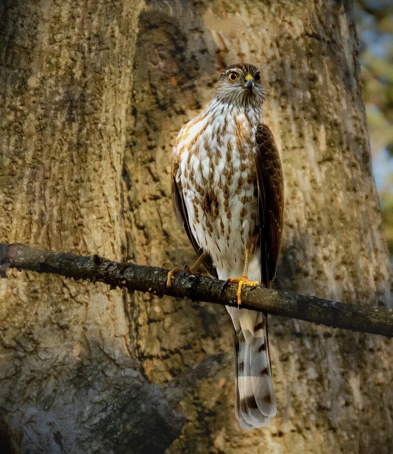 COOPERS HAWK in Winter Photograph by Linda Stern
