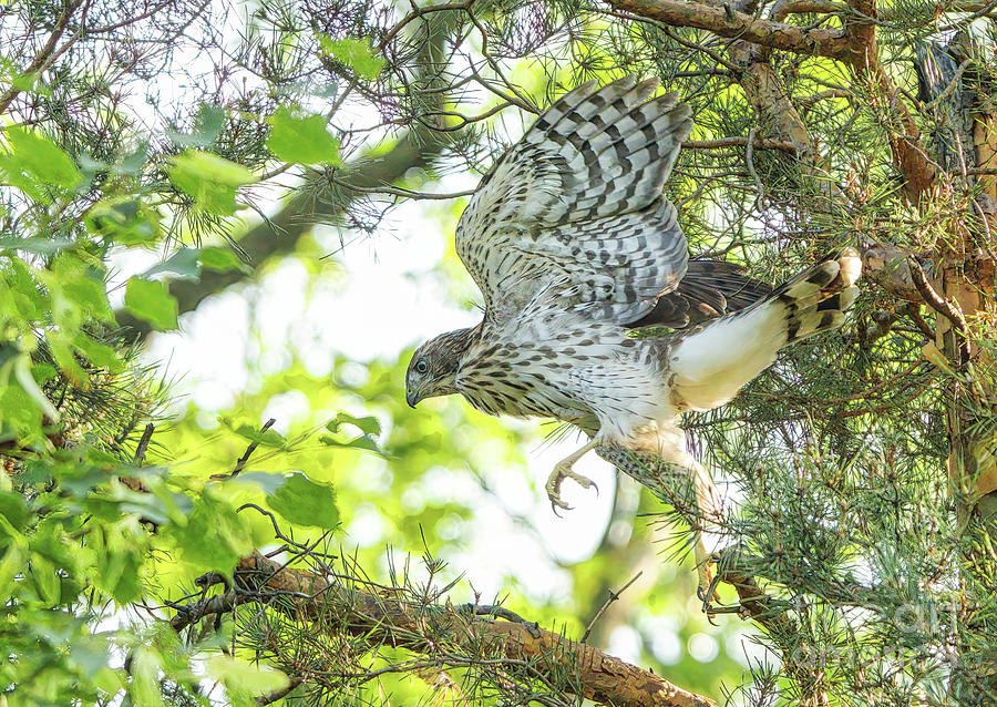 Coopers Hawk Juvenile Learning To Fly Photograph by Charline Xia