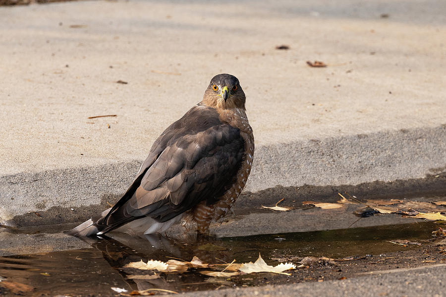 Coopers Hawk Keeping Watch While Bathing Photograph by Tony Hake