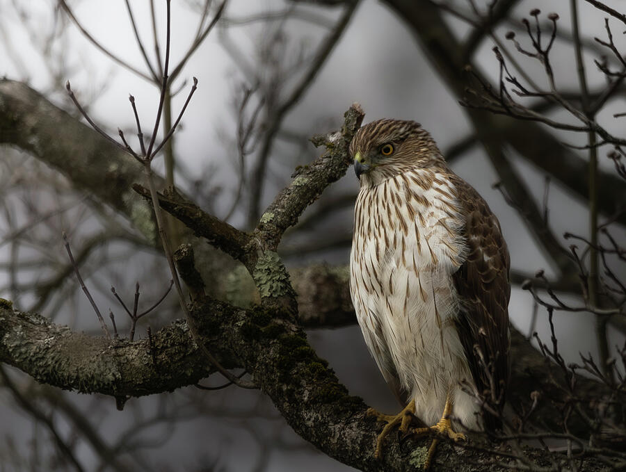 Coopers Hawk Photograph by Kieran Summers - Fine Art America