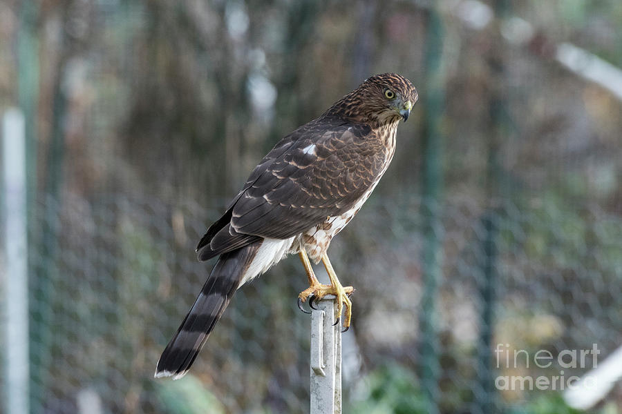 Coopers Hawk Photograph by Kristine Anderson