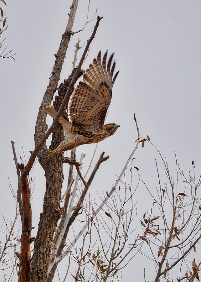 Coopers Hawk Lift Off Photograph by Ernest Echols