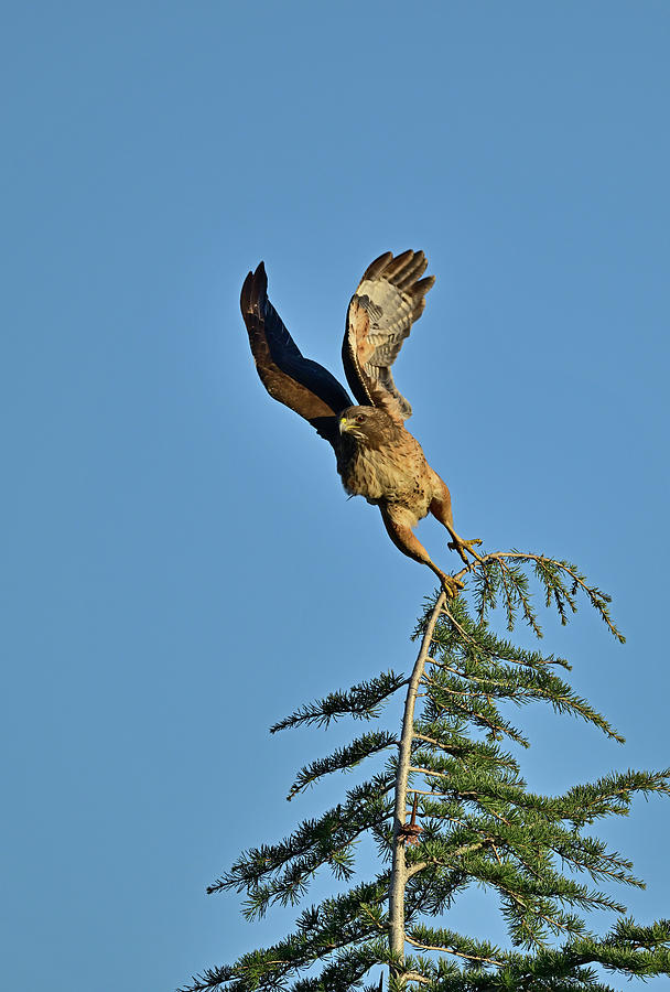 Coopers Hawk  Lifting Off from Tree Top Photograph by Amazing Action Photo Video