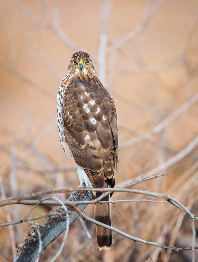 Wildlife Photograph - Coopers Hawk Looking at You by Loree Johnson