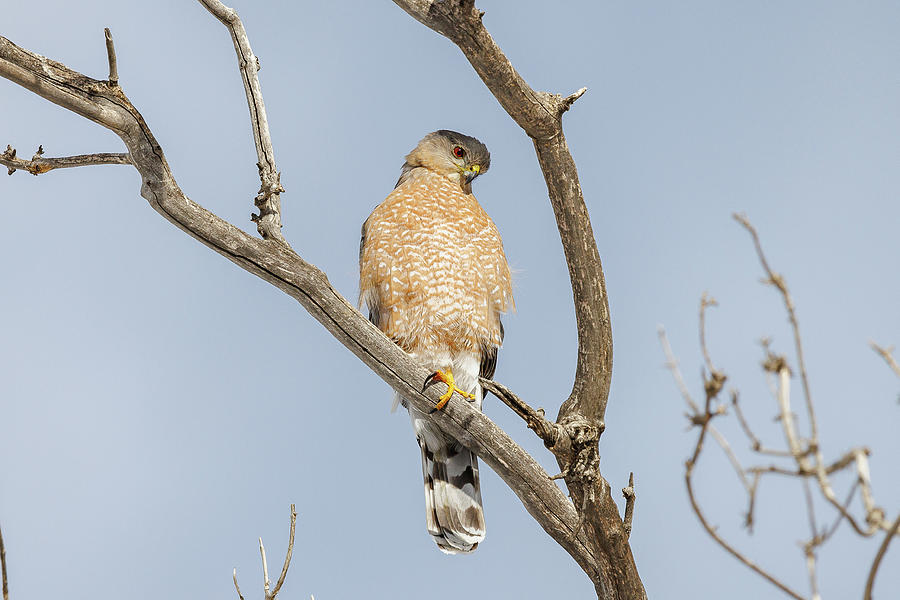 Coopers Hawk Looks Below Photograph by Tony Hake