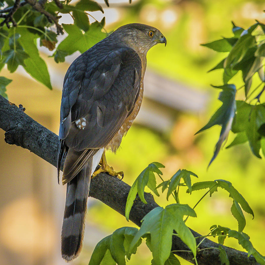 Coopers Hawk Photograph by Mark Mille