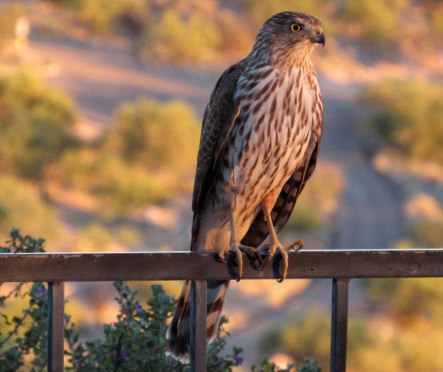 Coopers Hawk Morning Visit Photograph by Adrienne Wilson